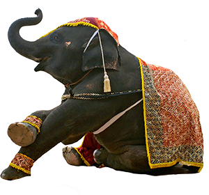 india-elephant